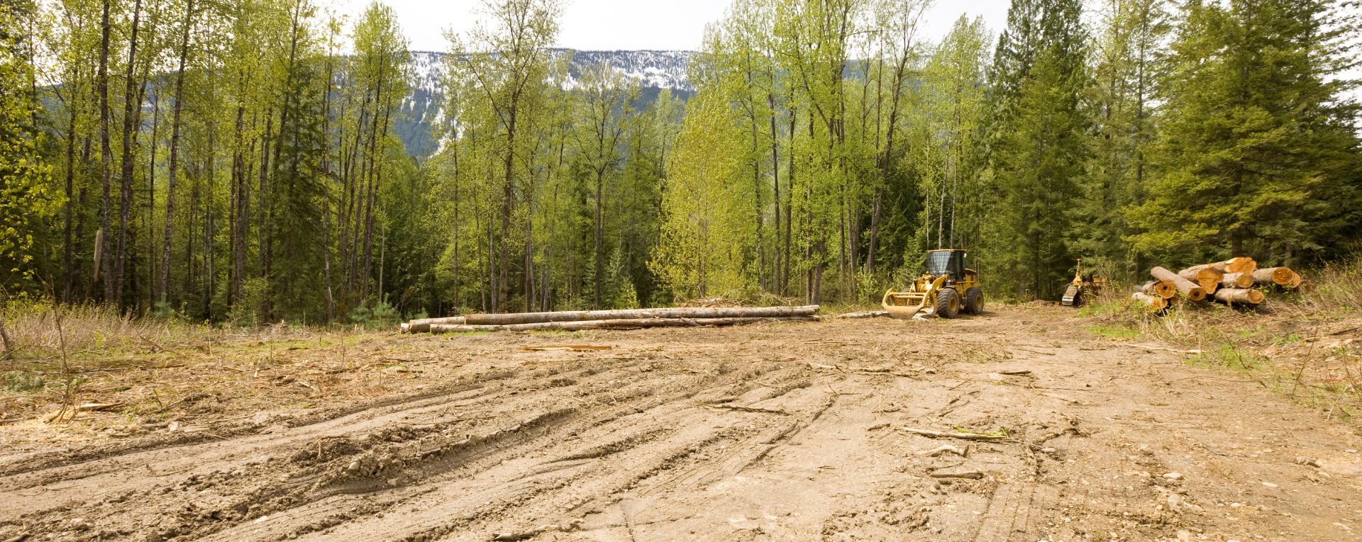 Land Clearing in Colorado - Mountainside Land Services